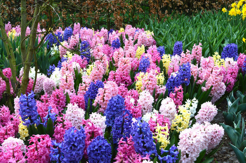 Kup cebulki kwiatowe Hiacynt w różnych kolorach