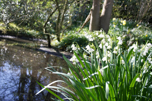 Leucojum Gravetye Giant - Śnieżyca