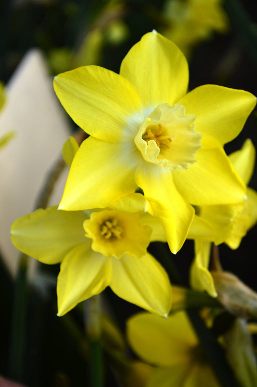 Narcyz (Narcissus) 'Pipit'