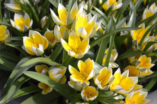  Tulipan Botaniczny Dasystemon Tarda