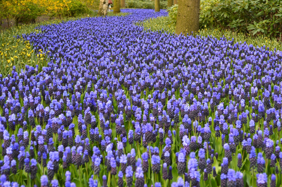 Szafirek (Muscari) 'Latifolium'