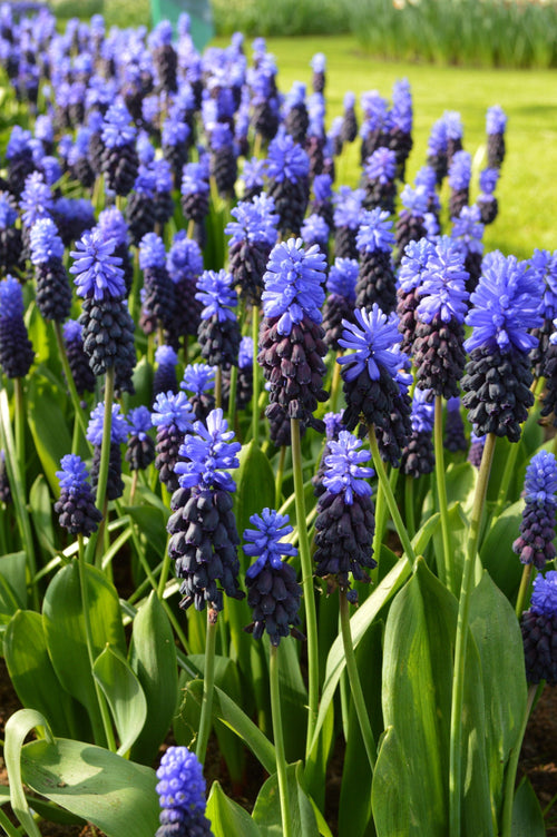 Szafirek (Muscari) 'Latifolium' Cebulki kwiatowe