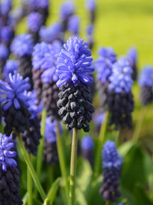 Szafirek (Muscari) Latifolium