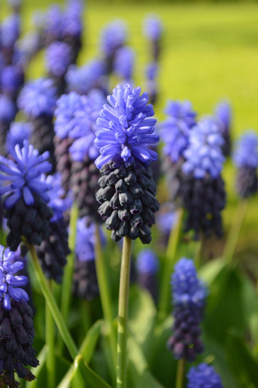 Szafirek (Muscari) 'Latifolium' | Cebulki kwiatowe