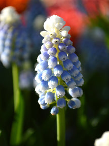 Szafirek (Muscari) Mount Hood