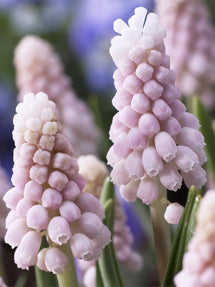 Szafirki (Muscari) Pink Sunrise