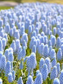 Szafirek (Muscari) Valerie Finnis