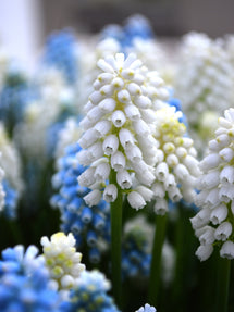 Szafirek (Muscari) White Magic