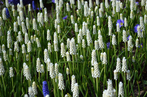 White Magic Grape Hyacinth | DutchGrown™