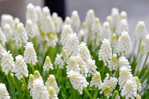 Cebulki kwiatowe Białe cebulki Muscari