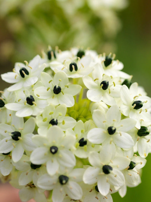 Ornithogalum arabicum (śniedek arabski)