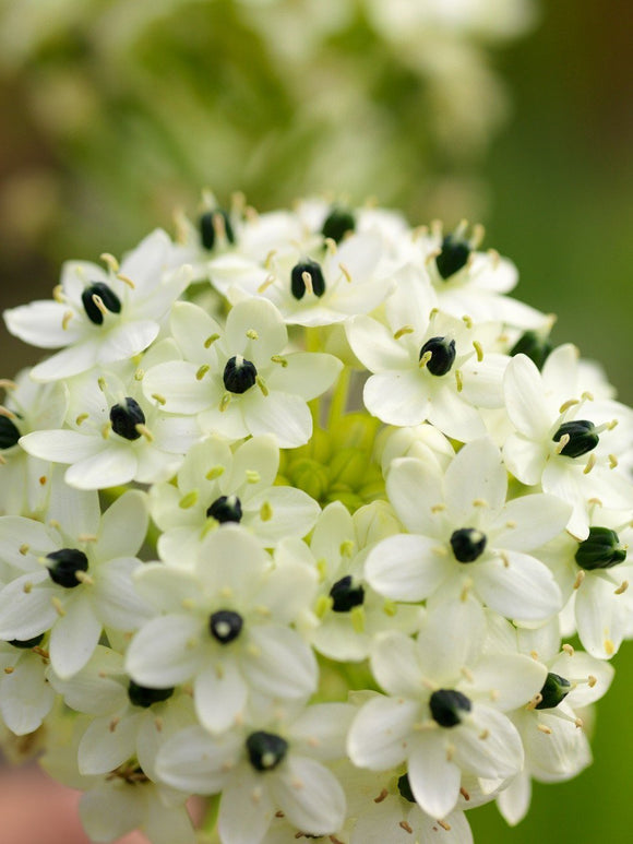 Ornithogalum arabicum (śniedek arabski)