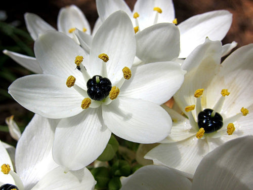 Ornithogalum - Śniadek Arabski