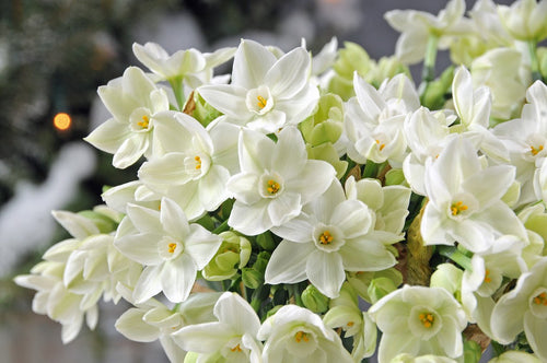 Pachnące paperwhite cebulki - świąteczne kwiatyPaperwhite Bulbs - Holiday Blooms