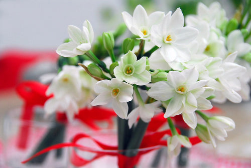 Narcyz Bożonarodzeniowy - Paperwhites Ziva