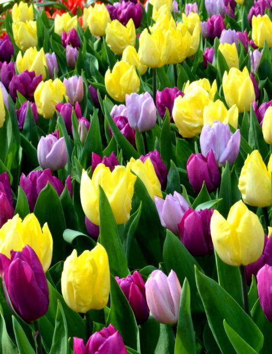 Fioletowo-żółty pastelowy mix cebulek tulipanów