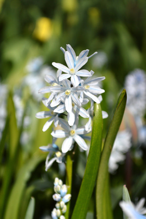 Puszkinia jest cebulową byliną z rodziny szparagowatych (Asparagaceae)i pochodzi z Kaukazu.