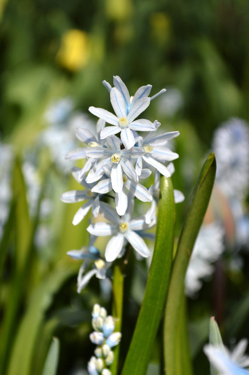 Puszkinia jest cebulową byliną z rodziny szparagowatych (Asparagaceae)i pochodzi z Kaukazu.