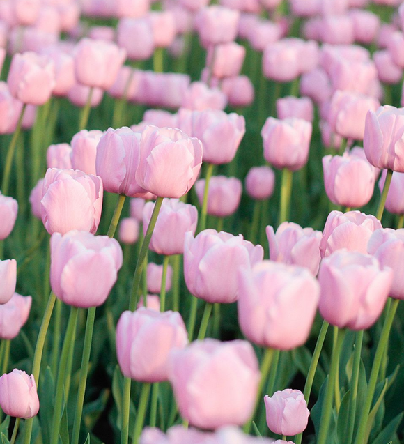 Tulipan Jumbo Pink - Jesienne Posadzone Cebule Kwiatowe - Ogromne Kwiaty