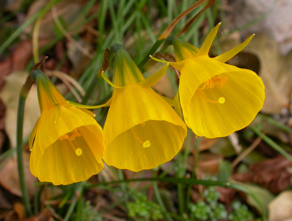 Narcyz (Narcissus) 'Golden Bells'