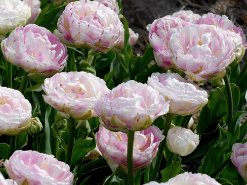 Tulipan Cebulki kwiatowe danceline