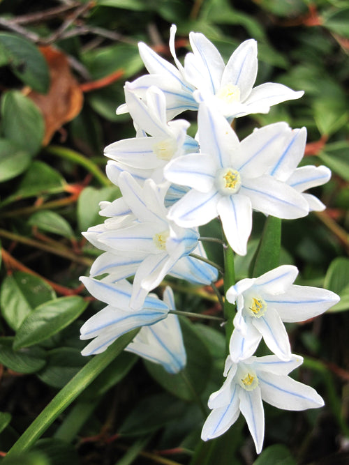 Cebulica syberyjska (Scilla) Cebulica Tubergena Cebulki