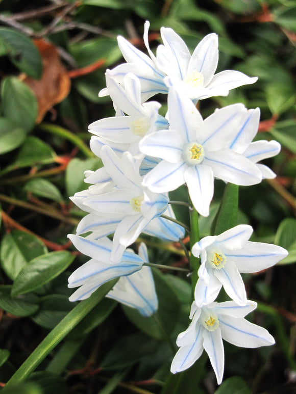 Cebulica syberyjska (Scilla) Cebulica Tubergena Cebulki