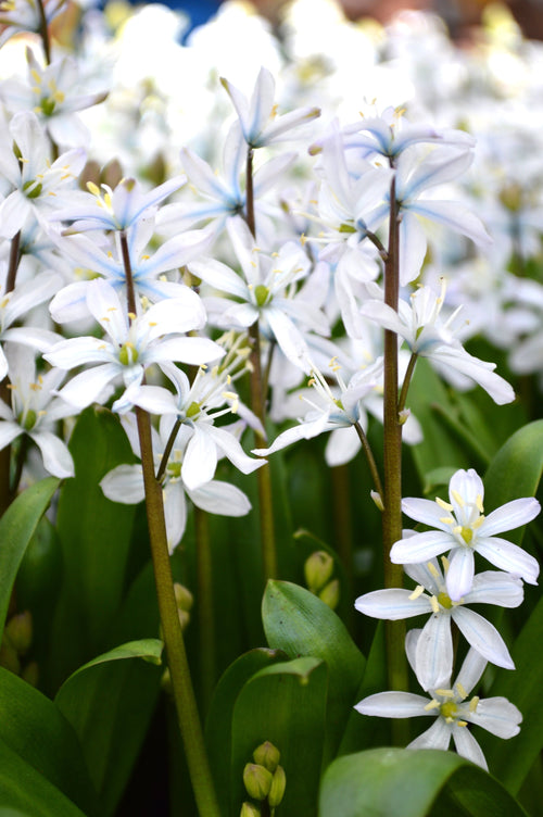 Cebulica Tubergena, cebulica Miszczenki (Scilla