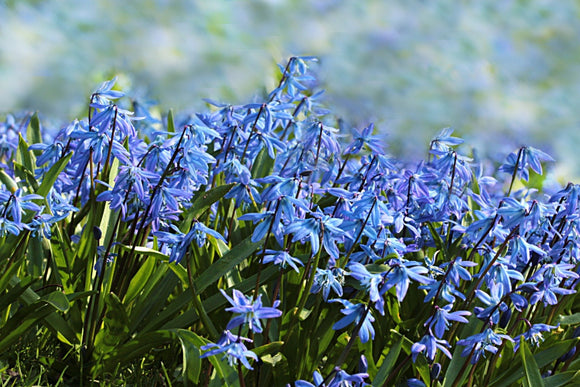 SCILLA SIBIRICA CEBULICA SYBERYJSKA