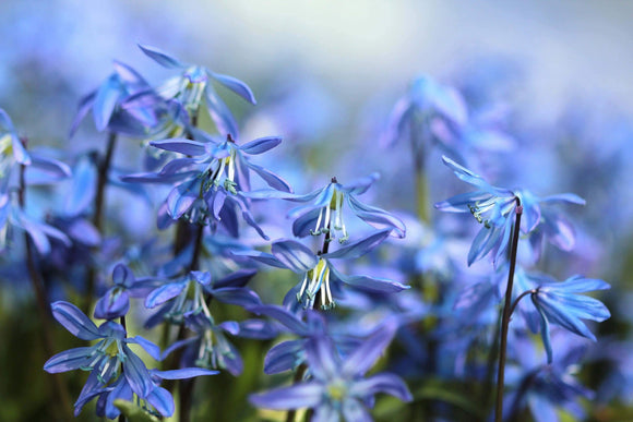 Scilla Siberica (Siberian Squill)