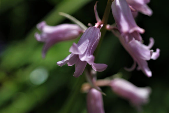 Hiacyntowiec Hiszpański Różowy Dainty Maid Pink