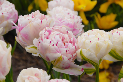 Tulipan Danceline