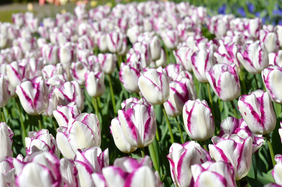 Tulipan 'Affaire' - Cebulki tulipanów