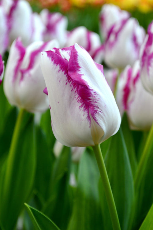 Tulipan 'Affaire' - Cebulki tulipanów