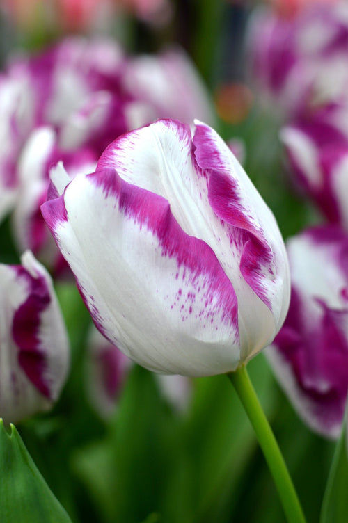 Tulipan 'Affaire'