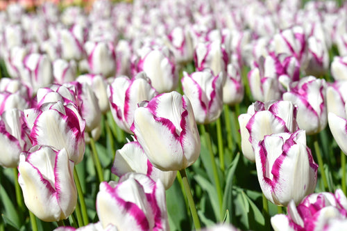 Tulipan 'Affaire' - Cebulki 