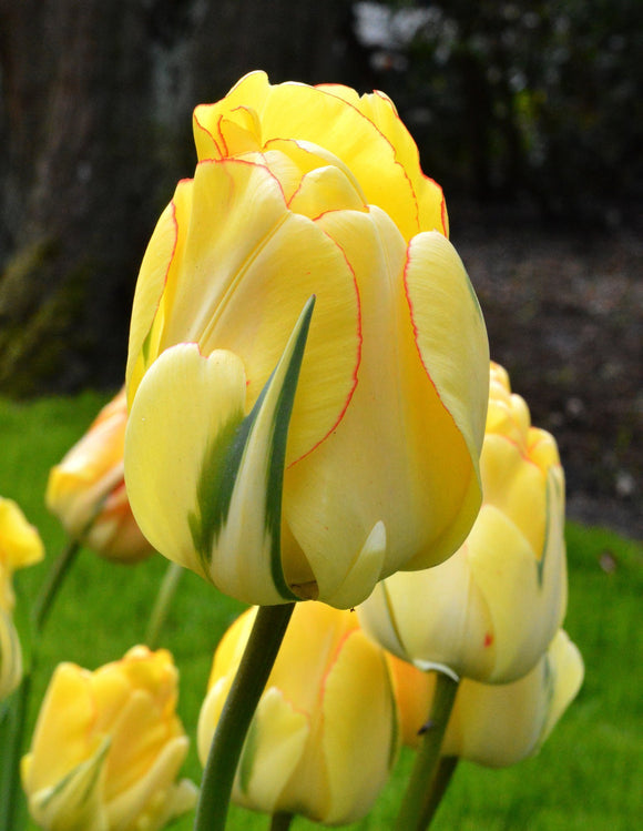 Tulipan Akebono®| Cebulki tulipanów