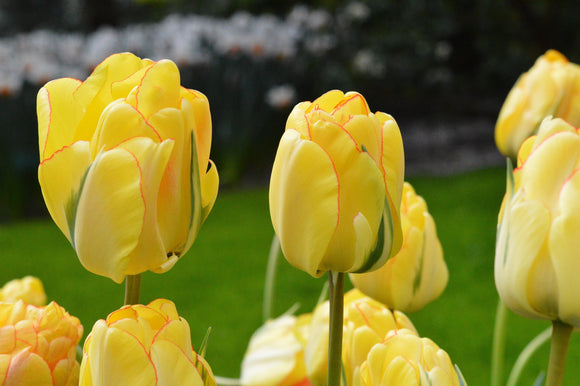 Kup Tulipan Akebono®| Cebulki tulipanów