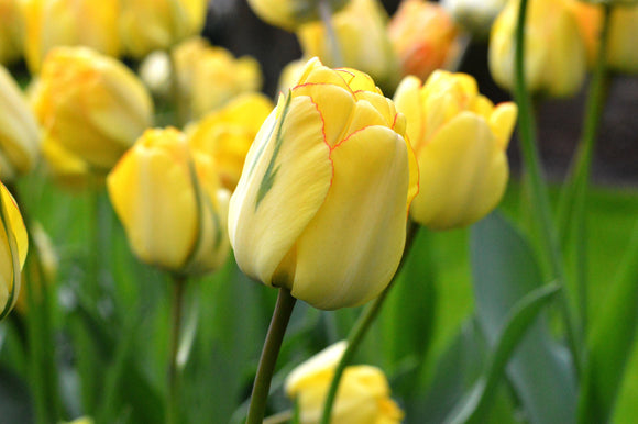 Holenderskie Cebulki Tulipanowe Akebono