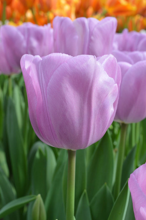 Tulipan Alibi Cebulki tulipanów