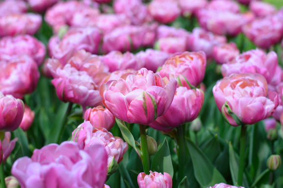 Cebulki tulipanów Amazing Grace