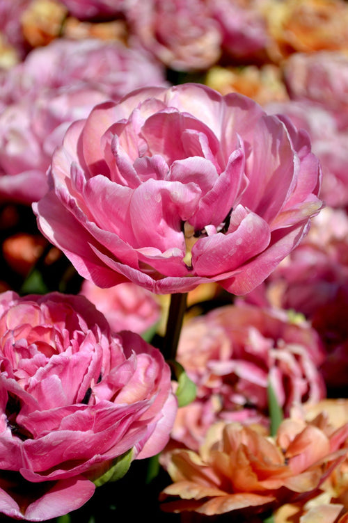 Piwonia Tulipan Niesamowita Grace