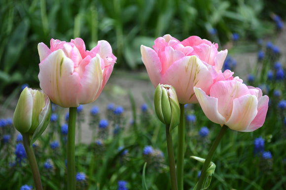 Kup tulipanowe cebulki Angelique