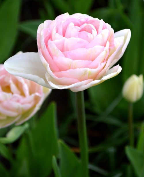 Tulipan Angelique
