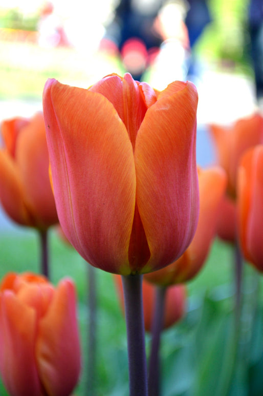 Tulipan King's Orange