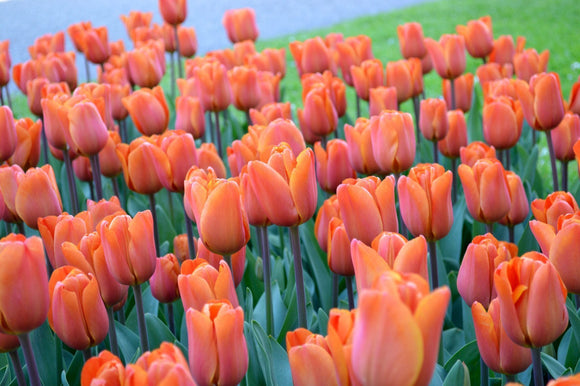 Triumph Tulip King's Orange - Cebulki tulipanów z Holandii