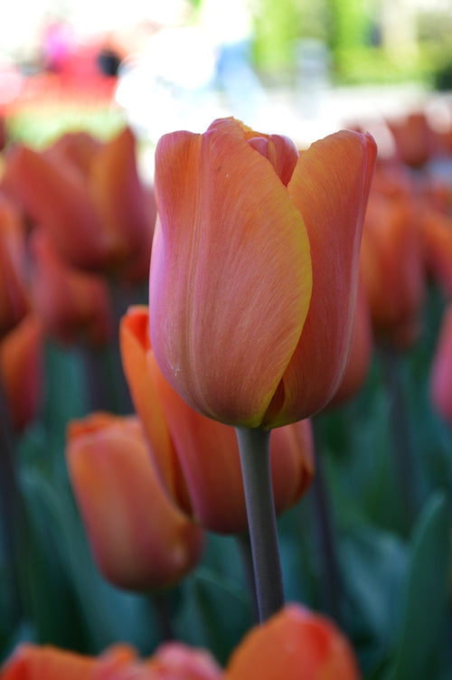 Cebulki pomarańczowych tulipanów