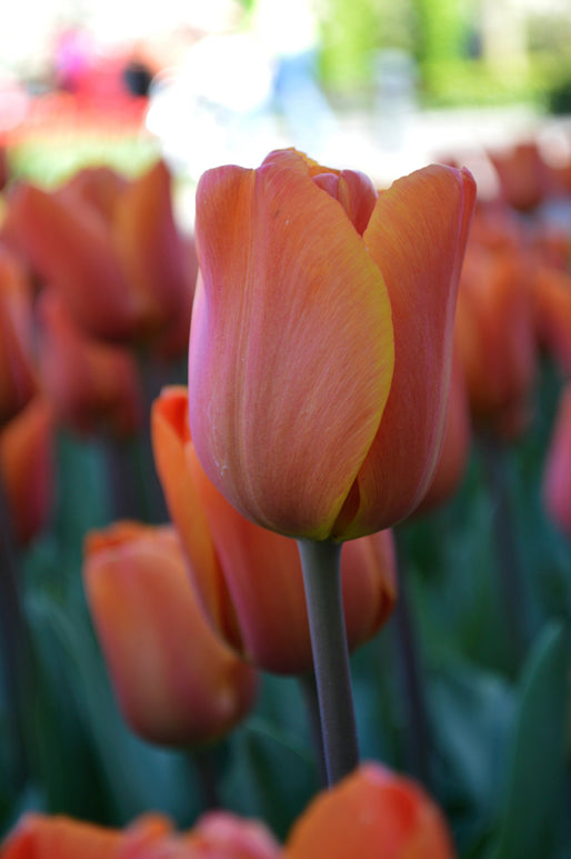 Cebulki pomarańczowych tulipanów
