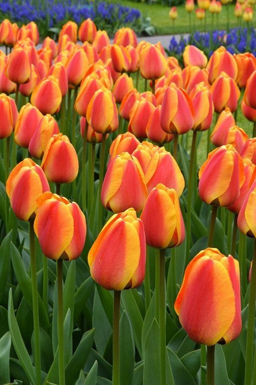 Cebulki kwiatowe tulipanów Apeldoorn's Elite