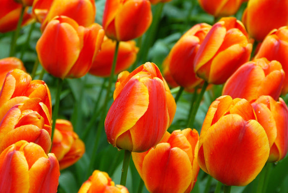 Cebulki kwiatowe tulipanów z Holandii Apeldoorn's Elite